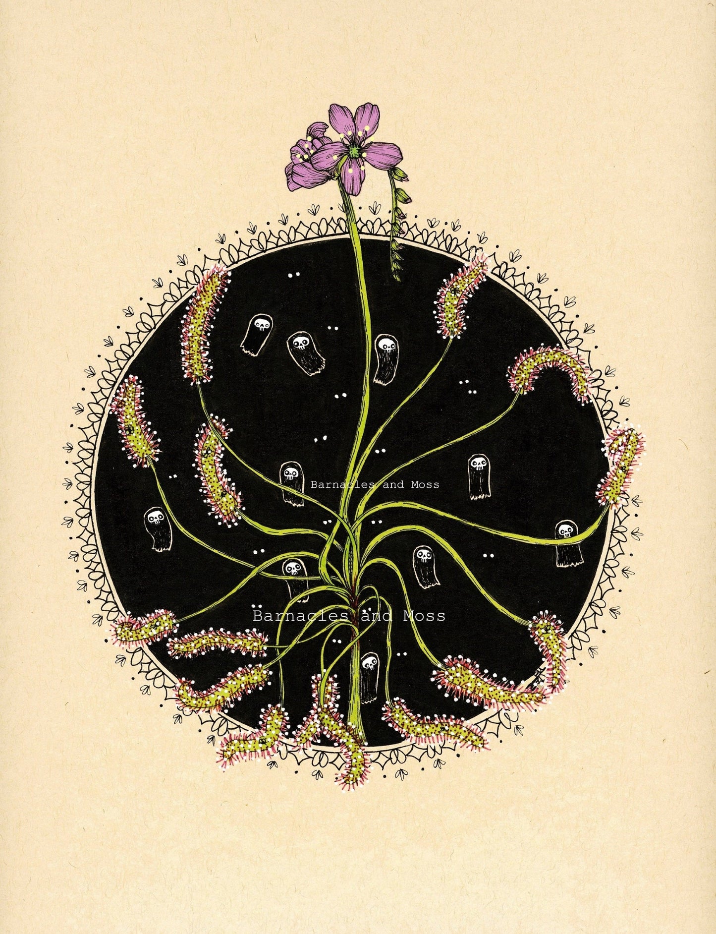 Sundews Fine Art Print