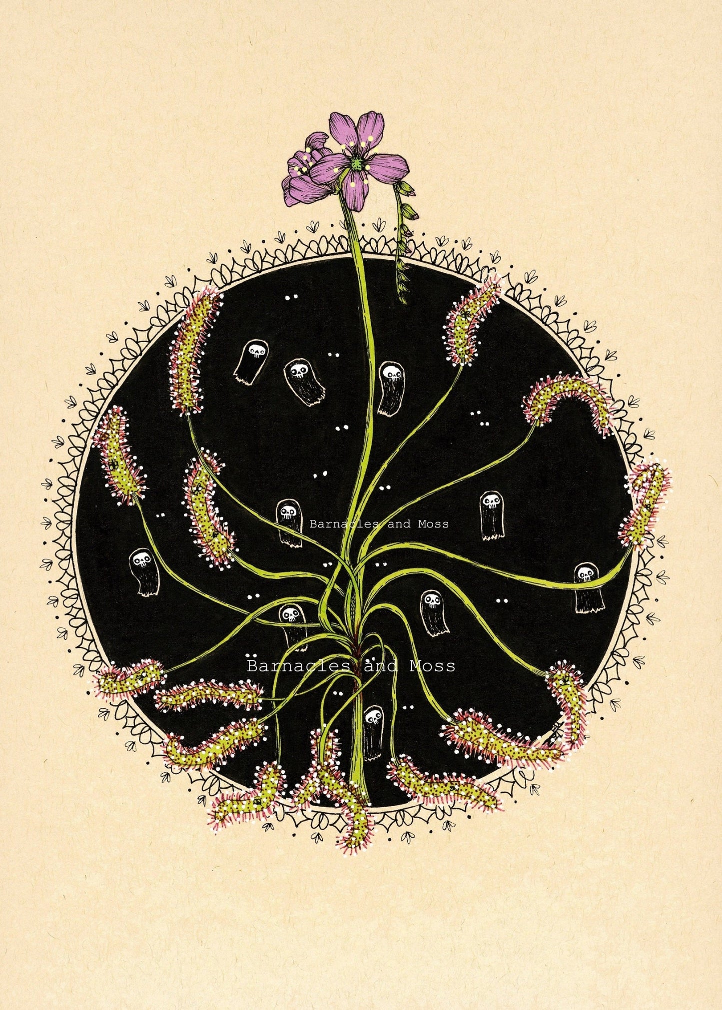 Sundews Fine Art Print