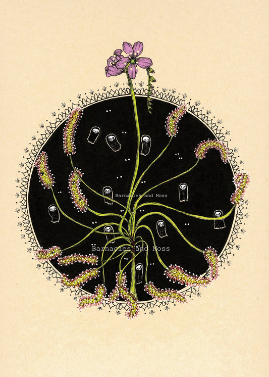 Sundews Fine Art Print