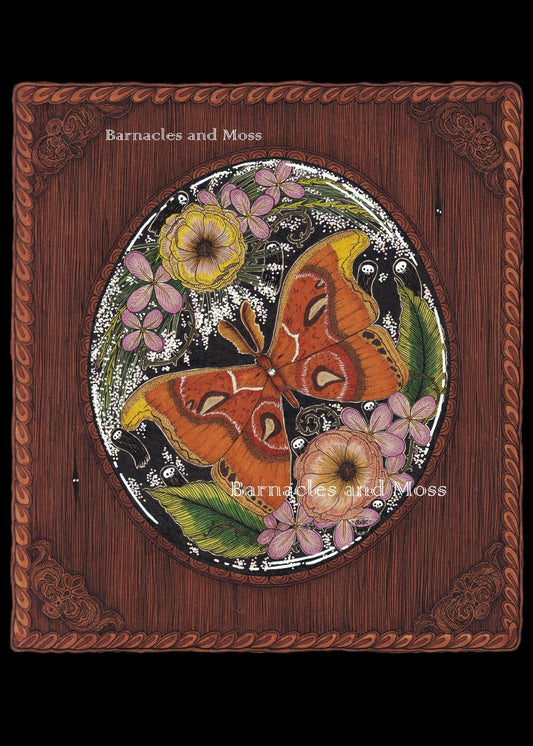The Atlas Moth Fine Art Print