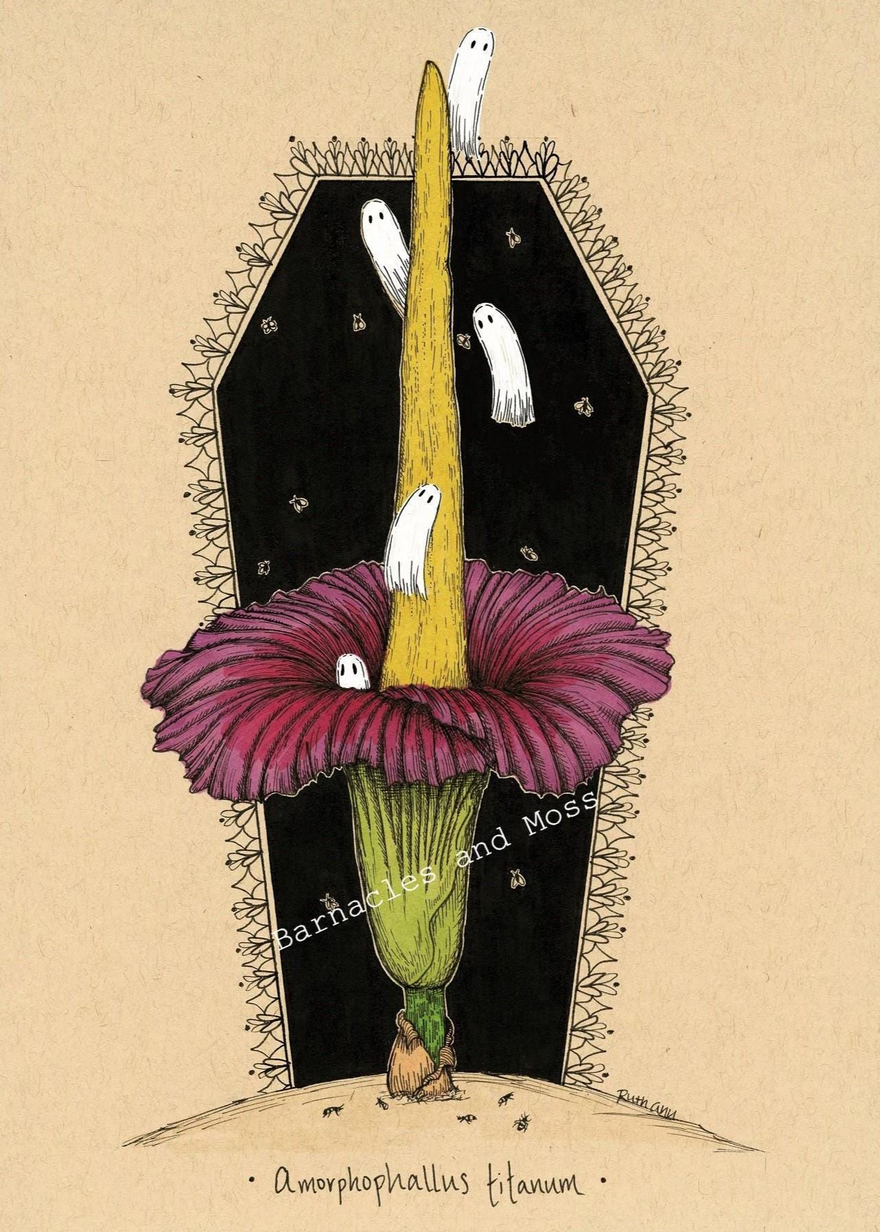 Corpse Flower Fine Art Print