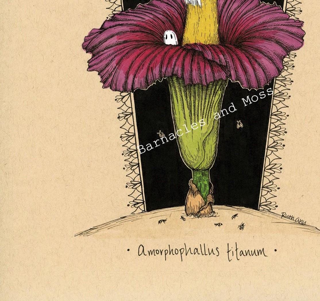 Corpse Flower Fine Art Print
