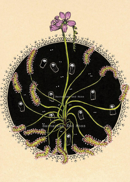 Drosera capensis Fine Art Print