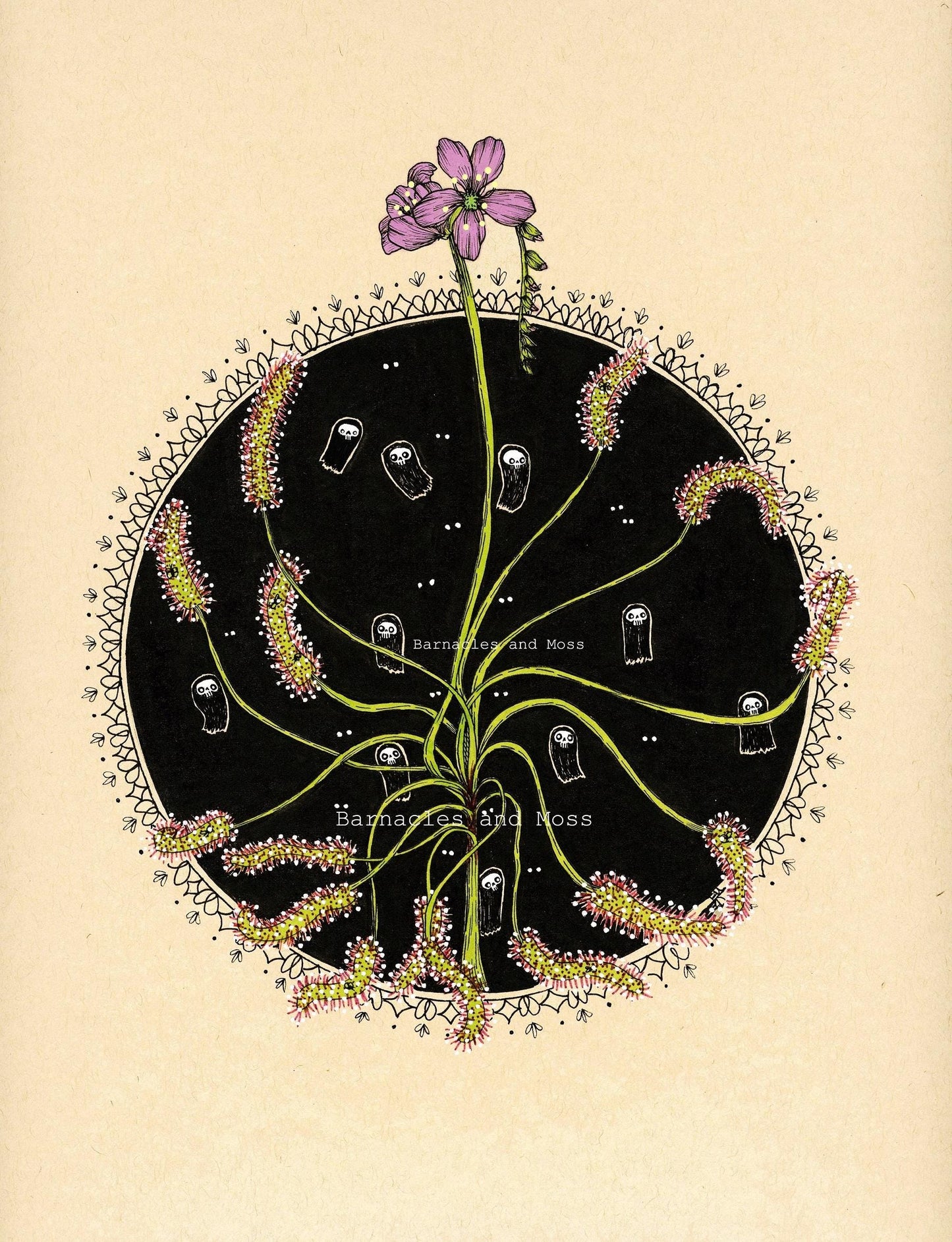 Drosera capensis Fine Art Print