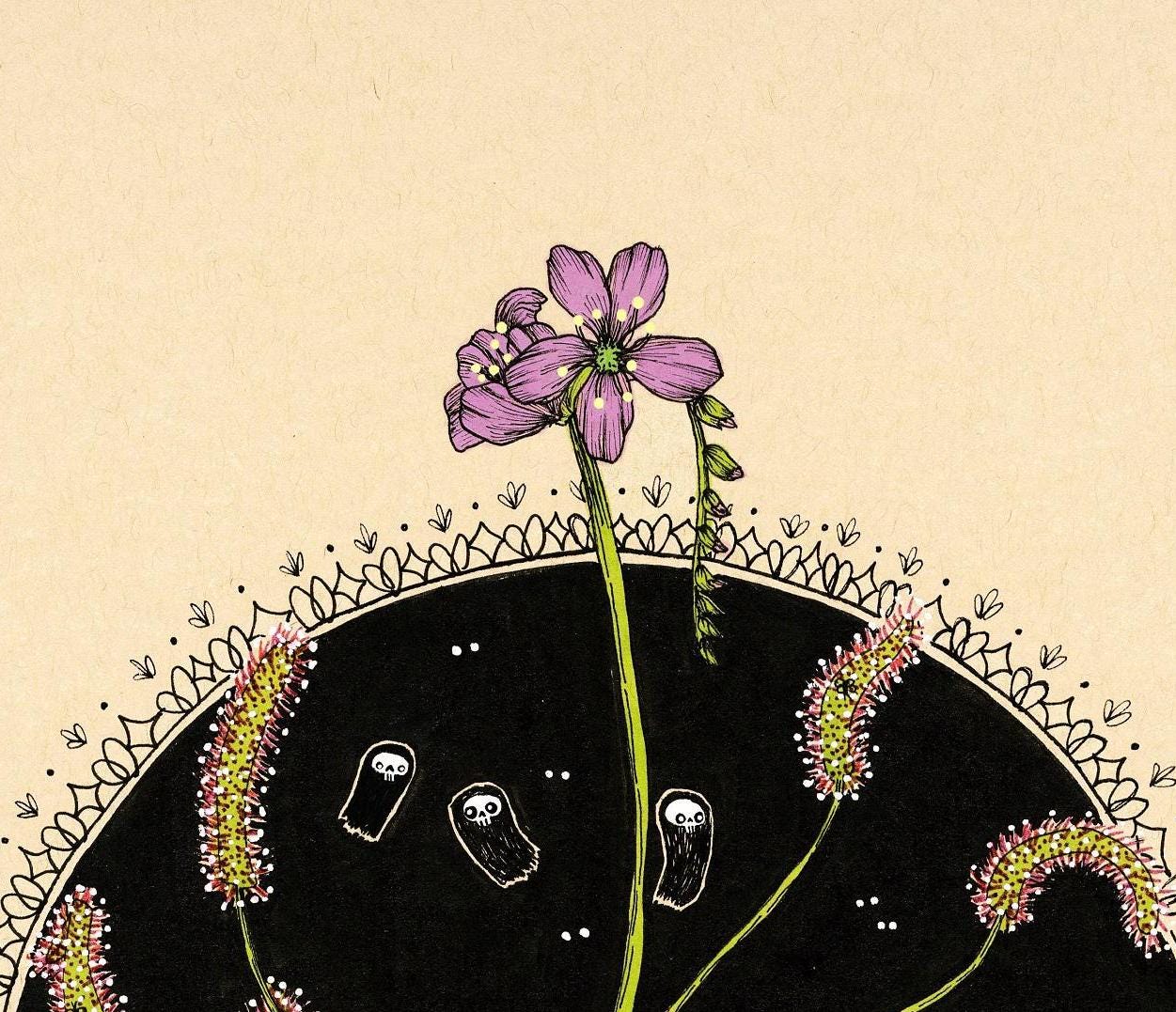 Drosera capensis Fine Art Print