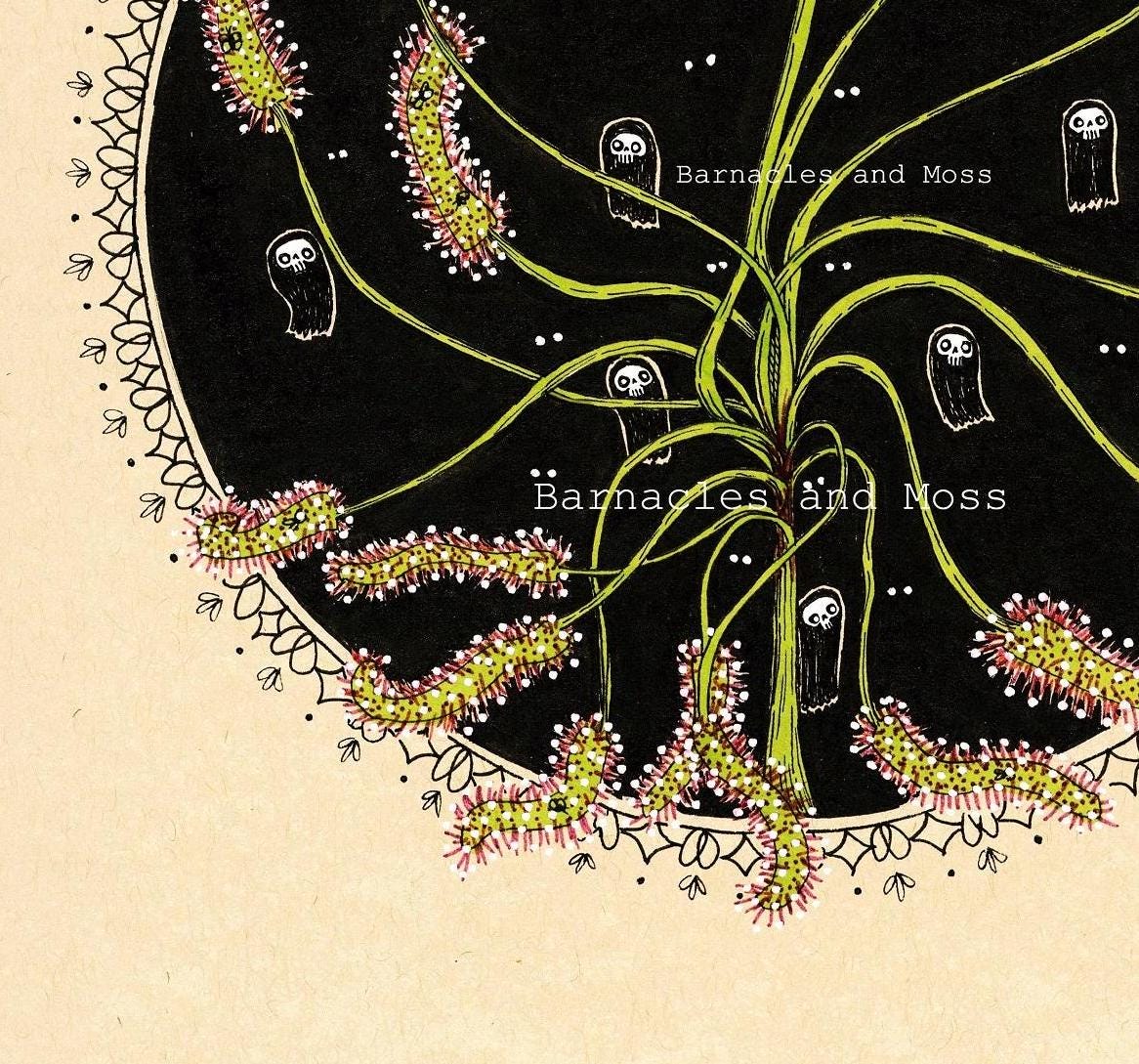 Drosera capensis Fine Art Print